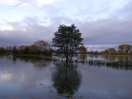 Flooded field