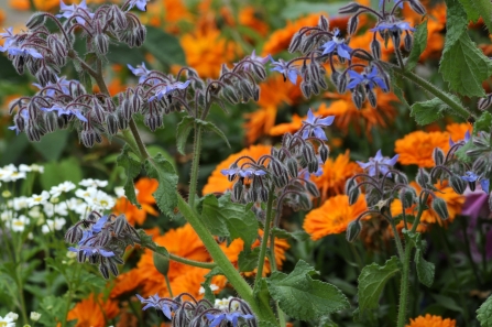 Blue borage flowers with orange calendula growing behind