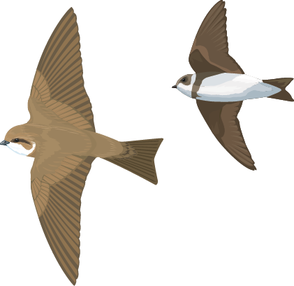 Illustration of two sand martin in flight