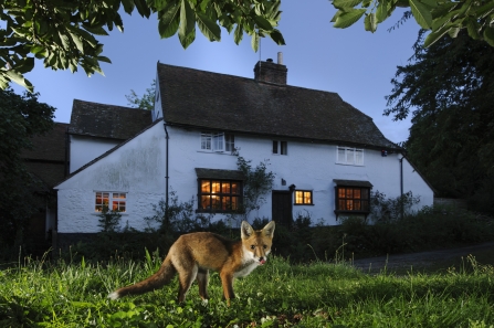 Fox outside white cottage at dusk