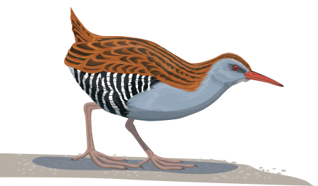 Illustration of a water rail