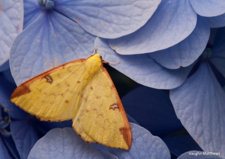 Yellow moth on mauve petals