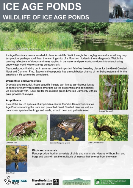 Wildlife of Ice Age Ponds Interpretation Panel