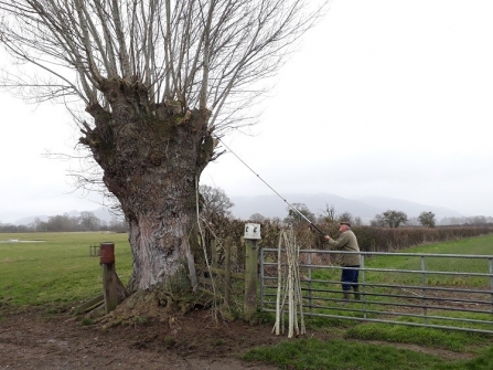 A pollarded poplar at the edge of a field