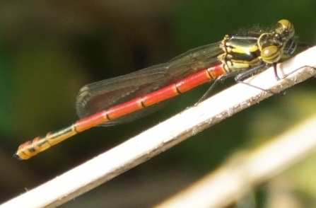 Red damselfly