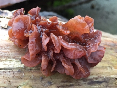 Brown, wet-looking fungus