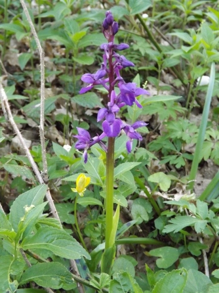 Purple flower amongst vegetation