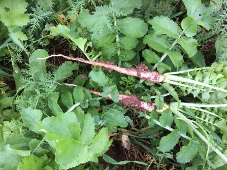 Root crop amongst vegetation