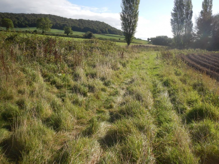 Grassy field edge