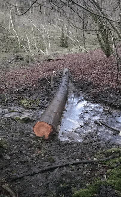 A fell tree holding back water within a woodland