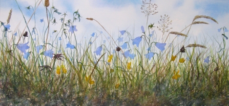 Watercolour painting of harebells and wildflowers
