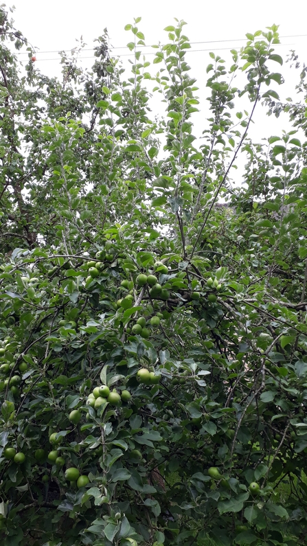 Bushy apple tree