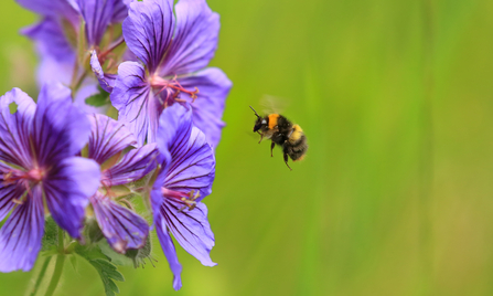 Bumblebee flying towards purple flowers