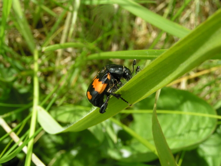 Black and orange beetle on grass blade