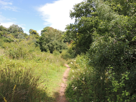 View of path beside hedgerow through grasses