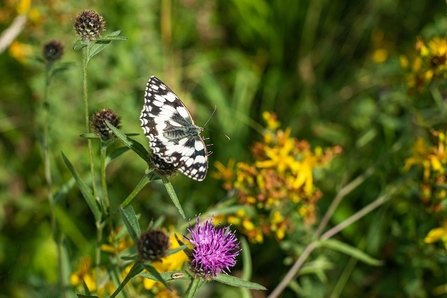 Common Hill | Herefordshire Wildlife Trust