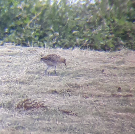 Brown long-legged bird walking across long grass with hedgerow in background