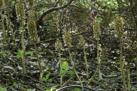 Pale yellow flower spikes growing out of woodland floor