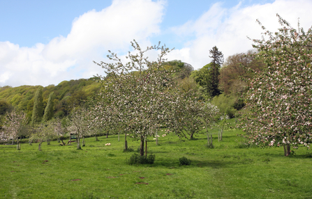 Trees in blossom in grassy field