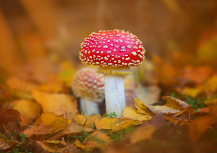 Red toadstool with white spots and stalk amongst autumn leaves