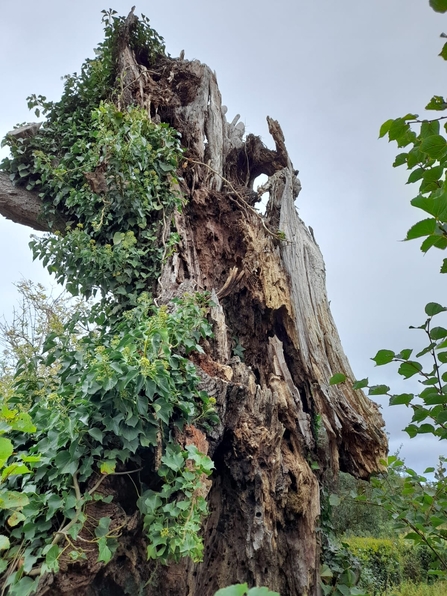 A very old tree trunk with some green leaves sprouting from trunk