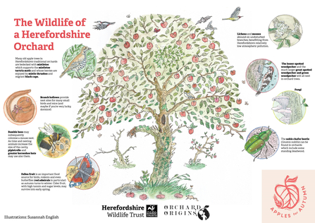 Illustration of an apple tree with small illustrations of wildlife species around it.