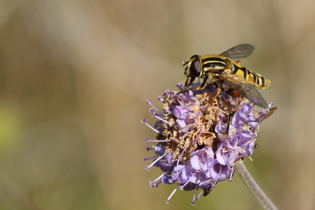 Hoverfly on a purple flower