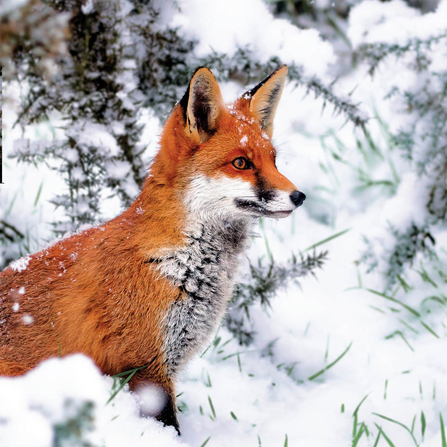 Red Fox in the snow