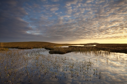 View across stretch of water with vegetation poking through and ground behind