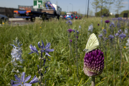 Butterfly on purple flower on a roadside verge