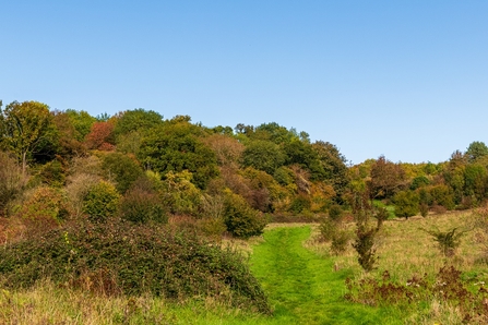 View across landscape of rough grass, bushes and trees beyond