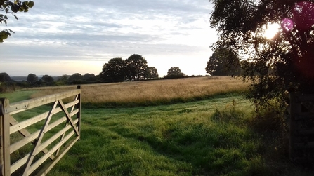 Five-bar wooden gate on left opening into meadow with tree branches on right hand side of image