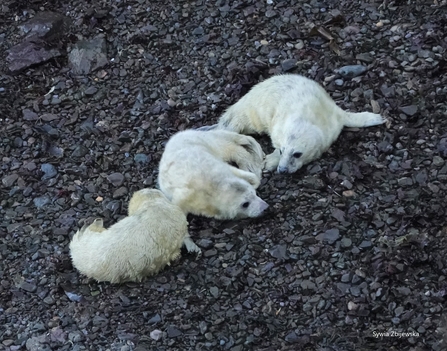 Three white fluffy seal pups laying on dark shingle/scree