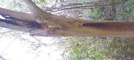 Tree trunk with hole in and dark streak below in woodland setting
