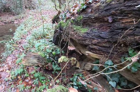 Rotting fallen tree trunk beside stream