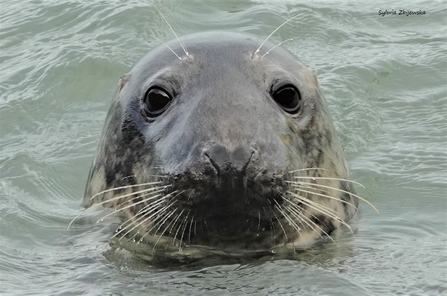 Seal head above water, looking into camera