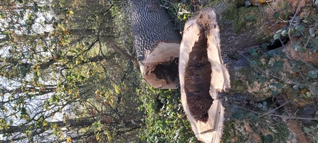 Felled tree showing hollow trunk
