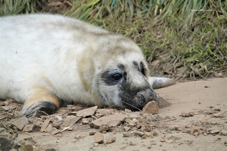 White fluffy seal pup lying on sand with vegetation behind