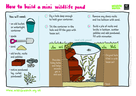 Activity sheet for a mini pond