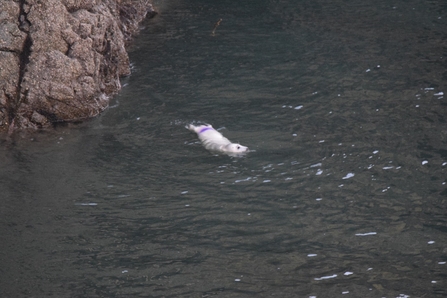 Seal with purple mark near its tail swimming in sea with rock to the left hand side