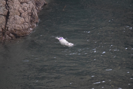 Seal with purple mark near its tail swimming in sea with rock to the left hand side