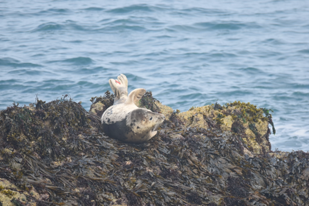 Seal laid on seaweed-strewn rock with sea behind