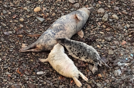 Large seal laid on its side with one dark and one white pup suckling beside her.