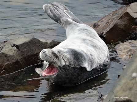 Seal pup in shallow water with mouth open wide