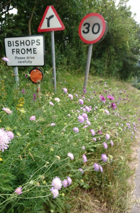 Wildflowers growing on roadside verge beneath road signs