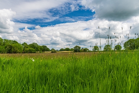 View across green meadow with trees in the distance and blue sky with white clouds above