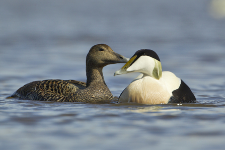 A brown duck to the left of a white duck with a black cap and lower body