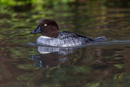 Mottle grey duck with a dark brown head swimming on water
