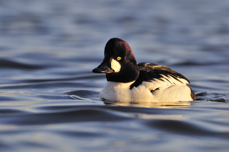 Duck with white lower body and black back and head on blue water