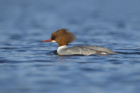 Grey duck with russet head and narrow red bill